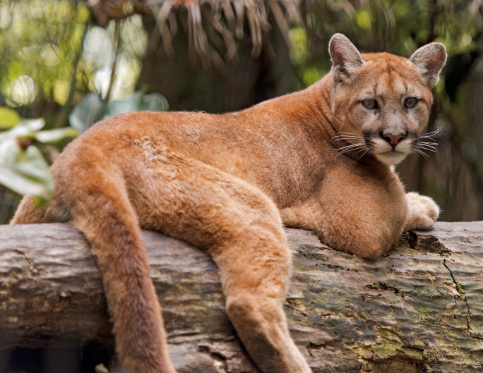 Florida puma deals